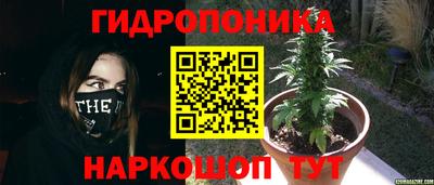 крисы Бийск